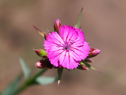 Carthusian pink flower, Dianthus carthusianorum