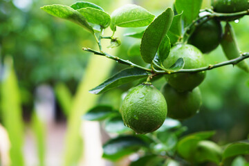 Green lemon on the tree blurred green background, an excellent source of vitamin C. blurred green lime on the tree.