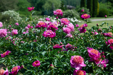Pink peonies flowering in peonies garden.
