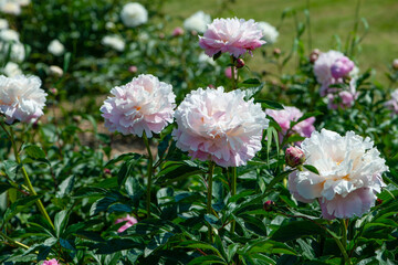 Pink peonies flowering in peonies garden.