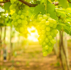 Vineyards at sunset in autumn harvest.