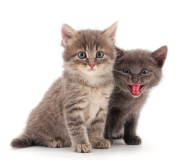 Two small gray kitten.