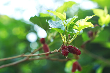Mulberry on the tree blurred green background, Mulberry contains very high levels of anthocyanin, which helps to fight free radicals. mulberry in Thailand.