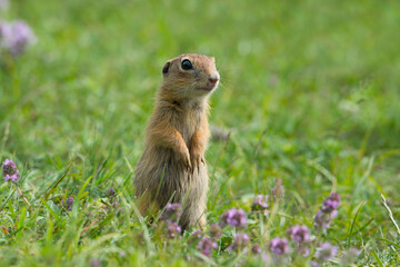 Naklejka na ściany i meble Cute European ground squirrel (Spermophilus citellus) on green grass and purple wildflowers.
