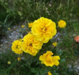 Rozkwitnięta żółta róża harisona na zielonym skwerku 