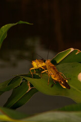 Yellow grasshoppers perched on tree trunks