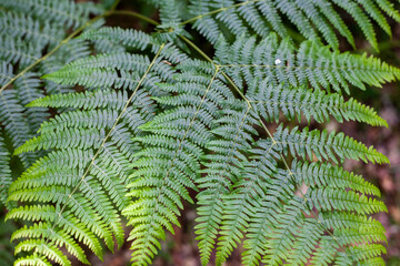 English Fern