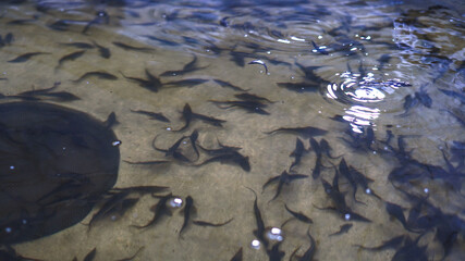 Plant for growing sturgeon and caviar for the food industry. tanks with clean water for beluga and other fish. Stock photo for design