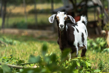 goats in the green grass meadow.