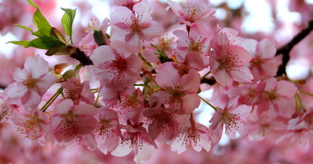 Sakura Flowers, Japan