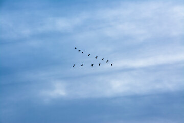 birds in the sky