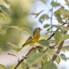 Greenfinch bird is sitting on a branch. Bird of Europe. Warbler in the nature habitat.