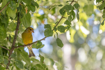 Greenfinch bird is sitting on a branch. Bird of Europe. Warbler in the nature habitat.