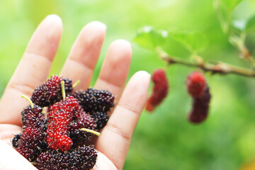 Mulberry on the hand blurred green background, Mulberry contains very high levels of anthocyanin, which helps to fight free radicals.
Nourishes the eyes, makes the eye nerves good, mulberry Thailand.