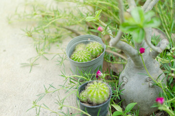 Fresh blossom flowers of cactus on the yellow background, Naturally beautiful