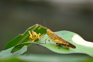 Yellow grasshoppers perched on tree trunks