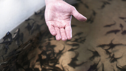 Plant for growing sturgeon and caviar for the food industry. tanks with clean water for beluga and other fish. Stock photo for design