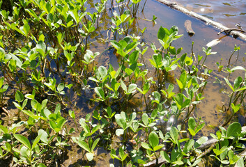 leaves, twigs, vegetation, flora and fauna in a forest lake, with small black tadpoles, fish...
