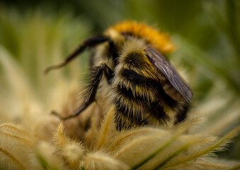 Macro detail of a hairy bee on a hairy flower