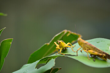 Yellow grasshoppers perched on tree trunks