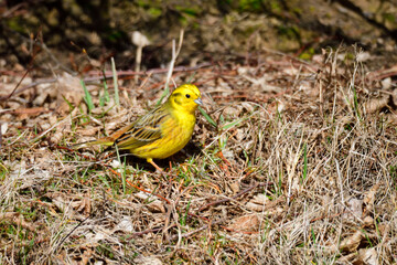 Goldammer Männchen im Frühjahr	