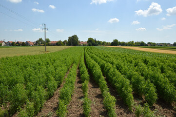 hemp field with young green plants with blue sky in the background