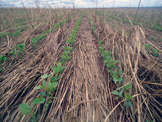 Soja cultivo inicial