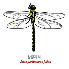 Anax parthenope julius
