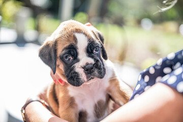 4 weeks young purebred golden puppy german boxer dog in Womans arm
