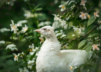 white peacock in the grass