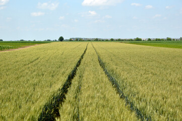 Fototapeta na wymiar wheat field in the sunny spring day with blue sky in the background