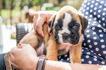 4 weeks young purebred golden puppy german boxer dog in Womans arm
