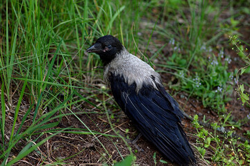Obraz premium a young crow looks for food on the ground
