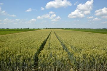 wheat field in the sunny spring day with blue sky in the background