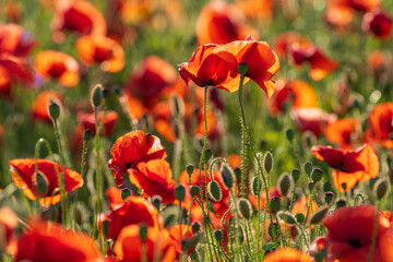 Poppies on a poppy field at sunset