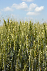 green wheat ears growing in the field with blue sky and white clouds in the background