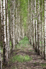 Beautiful young birch planting.  Belarus.