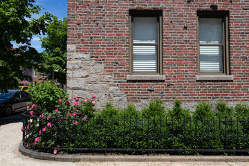Fototapeta na wymiar Small Urban Garden with Pink Rose Bushes along an Old Brick Apartment Building in Astoria Queens New York