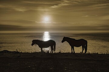 Obraz na płótnie Canvas Horses silloete agains a sunset sky 