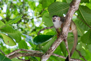 white face monkey in the Costa Rican jungle