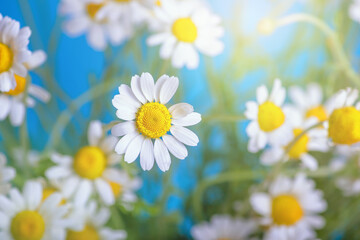 Сhamomile (Matricaria recutita), blooming spring flowers on a blue background, closeup, selective focus, with space for text