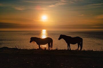 Horses silloete  agains a  sunset sky 