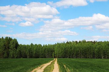 Sandy road through a sown green field into the forest and a beautiful sky with clouds. Belarus.