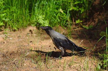 a young crow looks for food on the ground