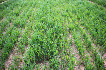 Young green shoots of wheat. Belarus.
