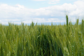 Field of golden grains