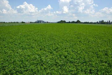 lucerne field in spring with blue sky and white clouds in the background