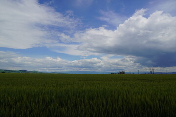 Field of golden grains