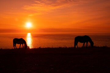 Fototapeta na wymiar Horses silloete agains a sunset sky 