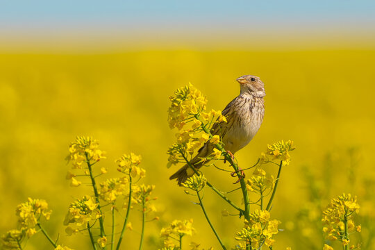 Rape Field Harmony: Ortolan Bunting in Close-Up View
